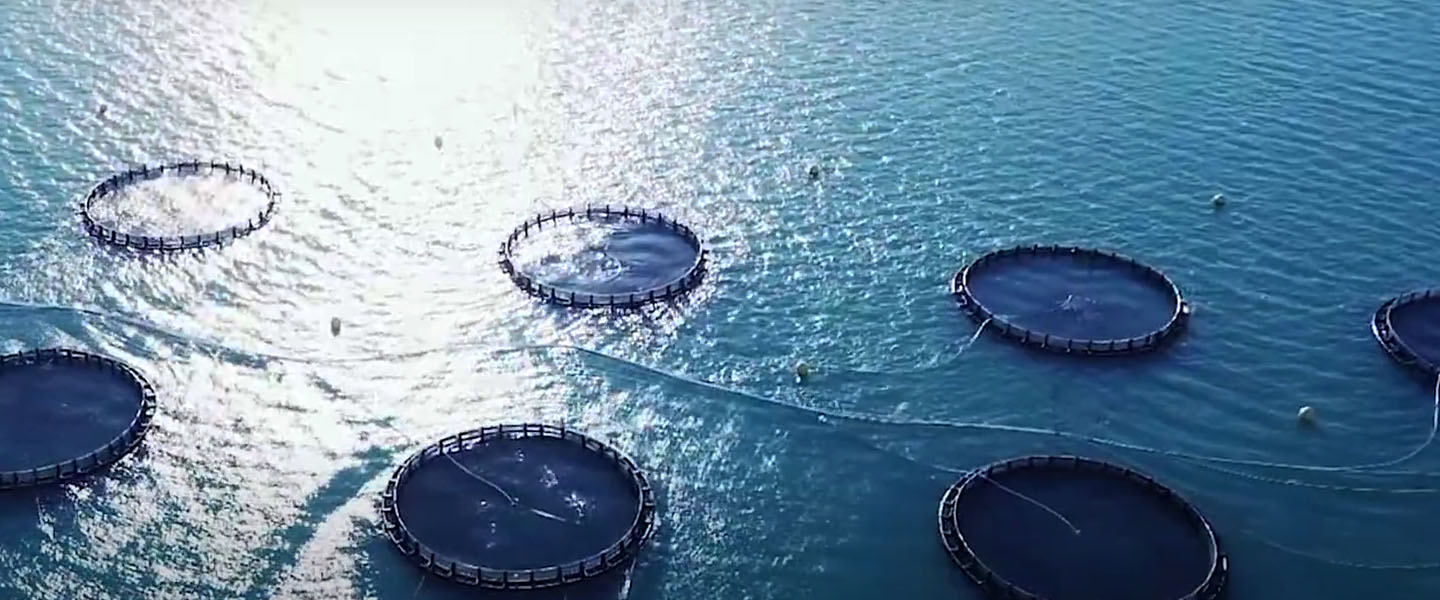 Barramundi Group – Forging a sustainable future