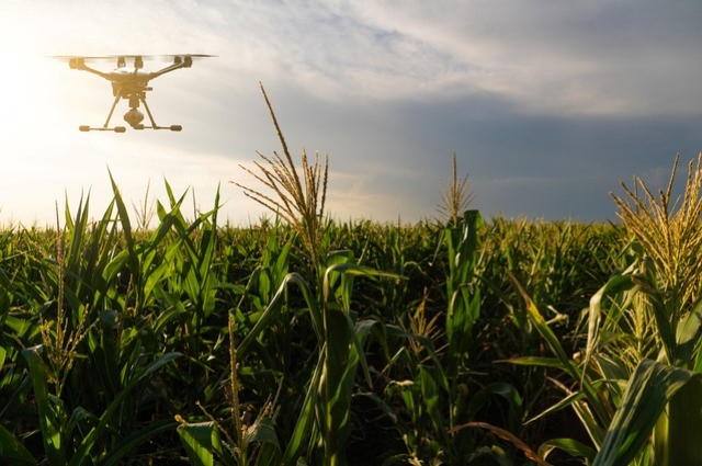 A drone flies above a corn field