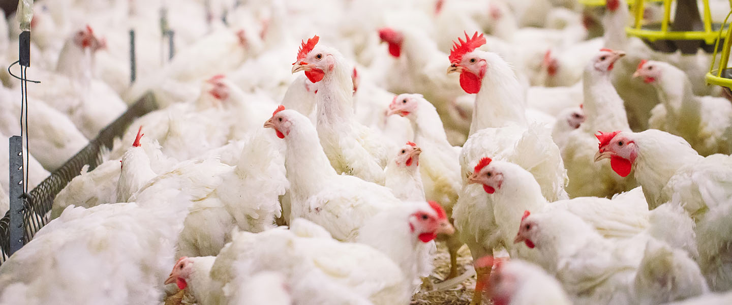 Building a safe, secure and sustainable agriculture and animal protein sector in Asia