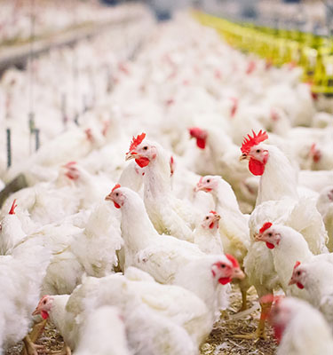 Building a safe, secure and sustainable agriculture and animal protein sector in Asia