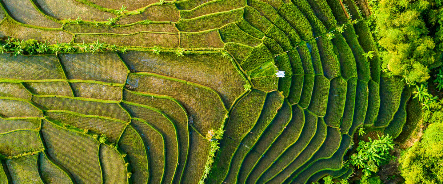 Climate pledges could transform ASEAN agriculture