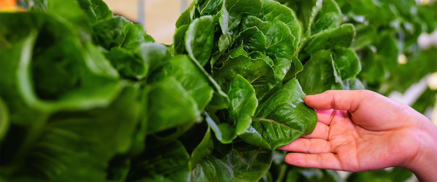 Into the foodture: ASEAN plants the seeds for food security with agritech