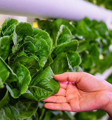 Into the foodture: ASEAN plants the seeds for food security with agritech