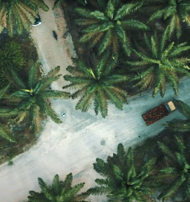 Musim Mas – Simplifying sustainability for business