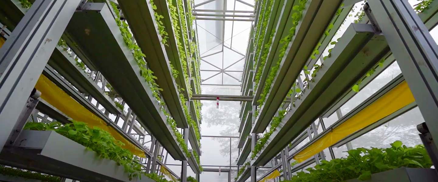 Sky Greens – Engineering the future of farming