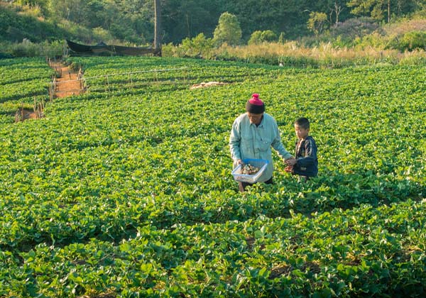 Farmer and son in a plantation