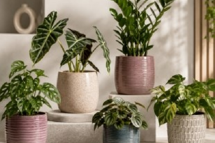 Far East Flora