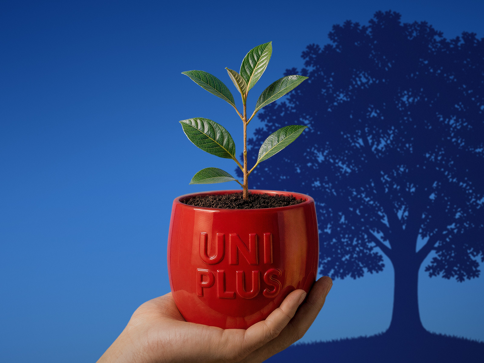 Uniplus Account