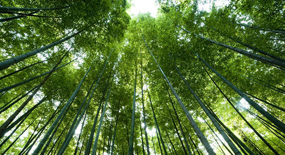 Building A Sustainable ASEAN