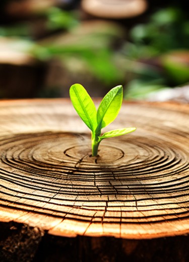 UOB Sustainability Report 2024