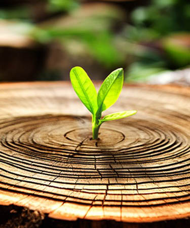 UOB Sustainability Report 2025