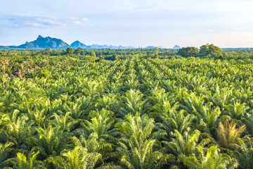 /Agriculture (Palm Oil) Sector Policy
