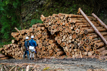 /Forestry Sector Policy