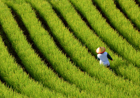 Aerial view of a farmer in a shallots field