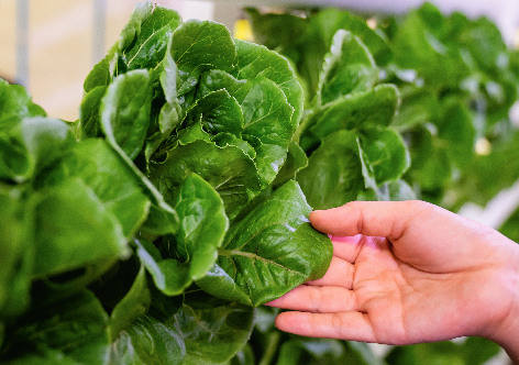 A hand holds up a fresh, green salad leaf