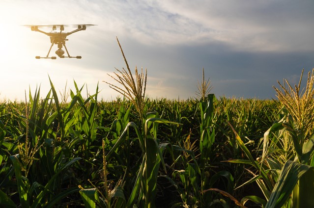 An agricultural drone flies over a corn field