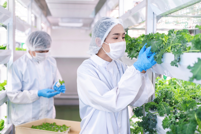 A biotechnologist checks on crop health in an indoor vertical farm