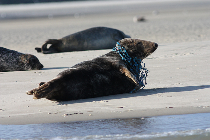 Marine plastic can harm animals in the oceans and coastal areas. Photo: Pixabay