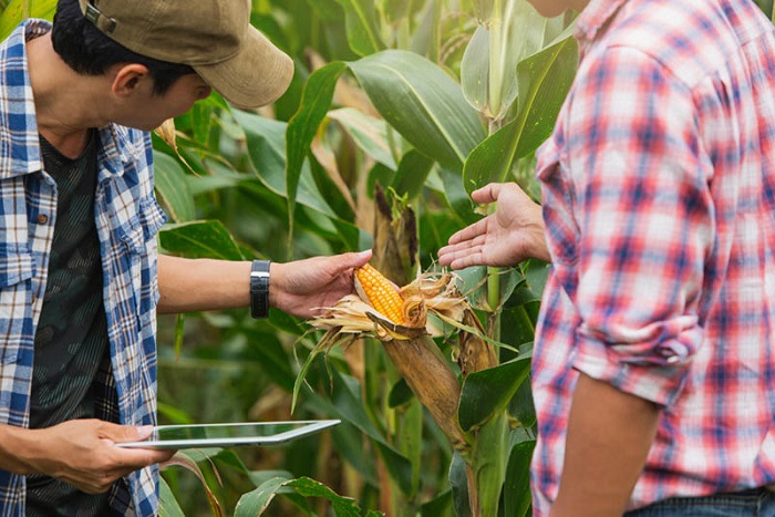 Two farmers check on a cob of corn, aided by agritech solutions