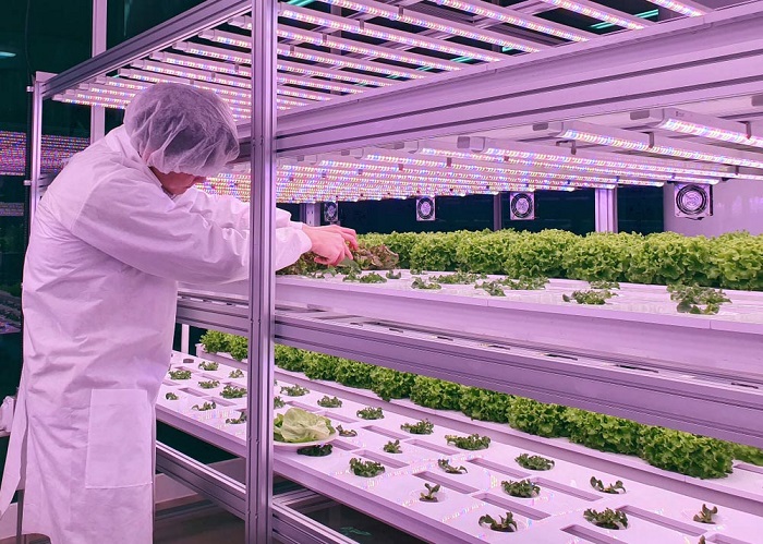 An agricultural technologist checks on the health of some seedlings in an indoor vertical farm